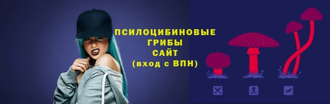 крисы Алзамай